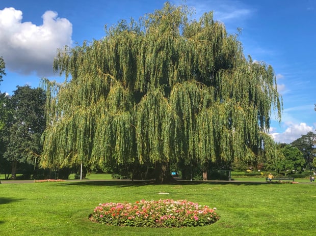 Tree of the week: 'Generations of families have played under this willow  tree', Trees and forests