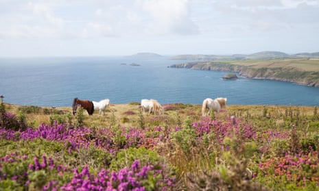 Wild ponies grazing on the cliff top at Penarfynydd, Rhiw with Ynys Enlli, Bardsey Island in background