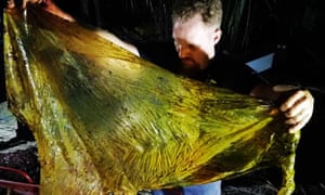 Darrell Blatchley pulling plastic out of the juvenile male Cuvier’s beaked whale