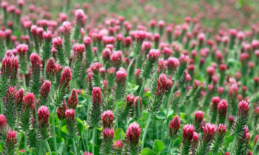 Red clover is good for dry, light soil.