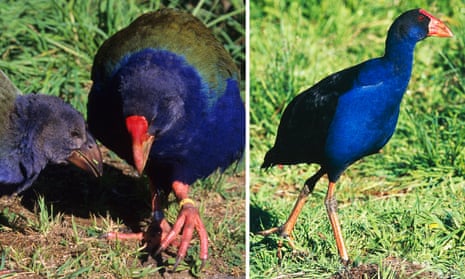 Four critically endangered takahē (left) were mistakenly shot by hunters contracted to cull the abundant pukeko (right), despite takahē being flightless and twice the size. Photographs by Getty Images.