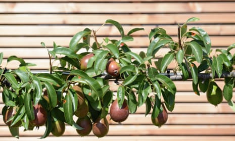 Espaliered pear tree