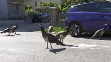 Birds gather around parked cars in the street.