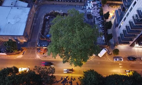 The Happy Man tree, as seen from a drone.