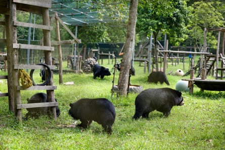 Several moon bears play inside their sanctuary.