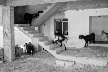 Goats climb a concrete staircase and roam through rooms of an abandoned village house