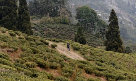 Darjeeling unlimited: new party vows to end region's strife | India | The Guardian