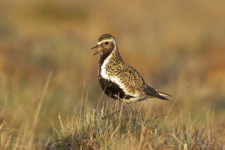 While golden plover hatchlings are well adapted to blend in with their surroundings on the bog, this adult is doing his best to sing loudly and be noticed.