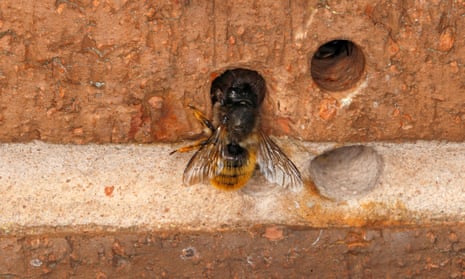 Brighton Bee Bricks Initiative May Do More Harm Than Good, Say Scientists |  Bees | The Guardian
