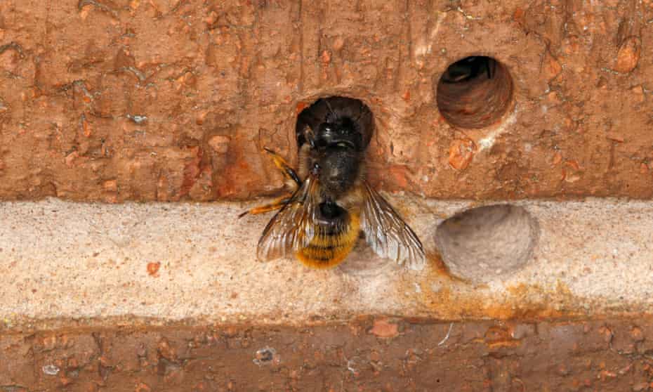 Red mason bee female at nest hole in brick wall. 