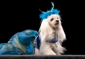 Missy il maltese