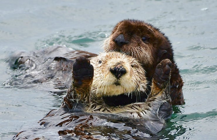 Baby sea otter named Caterpillar rescued off central California coast Baby sea otter named Caterpillar rescued off central California coast