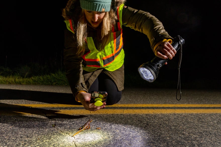 A woman holds a flashlight to a newt on the road
