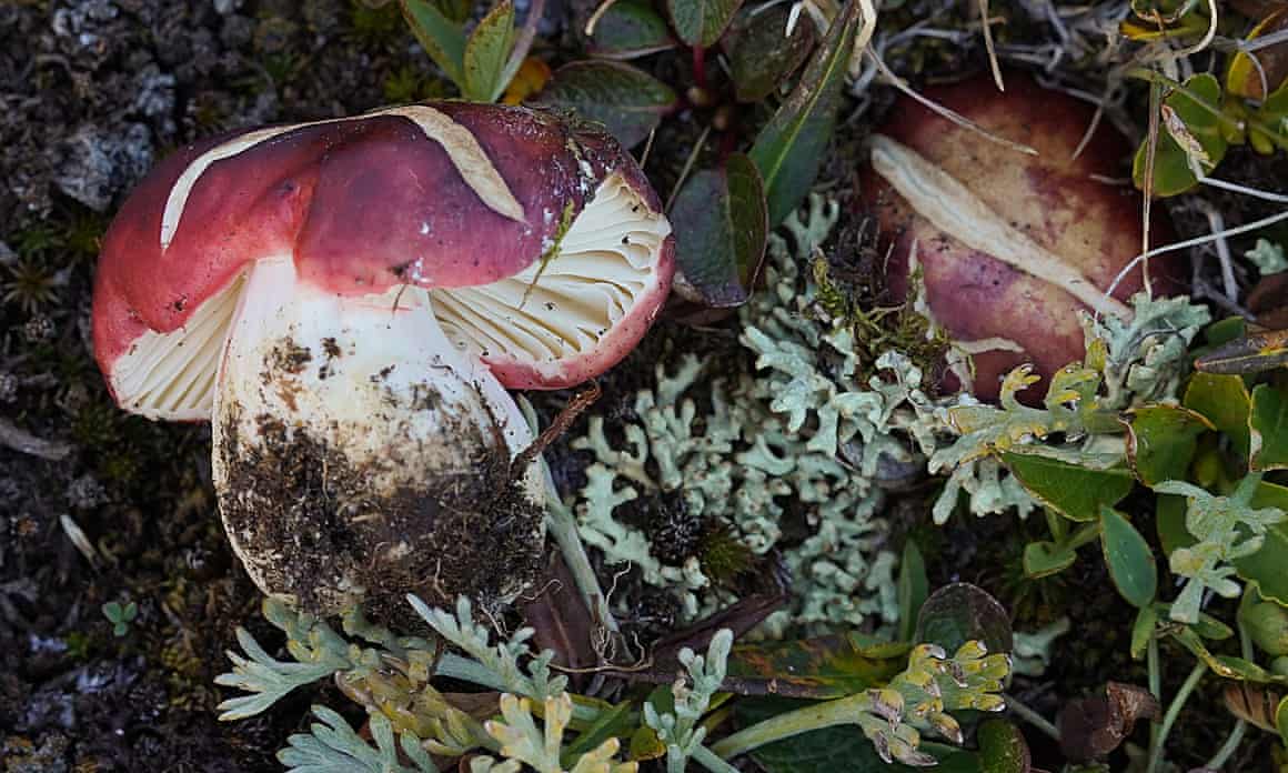 Russula neopascua, a new species of toadstool.