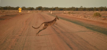 A kangaroo hopping across the road outside the town of Booligal