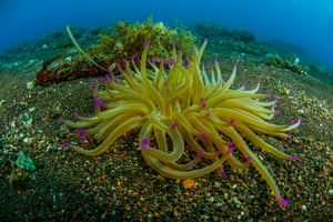 A golden anemone