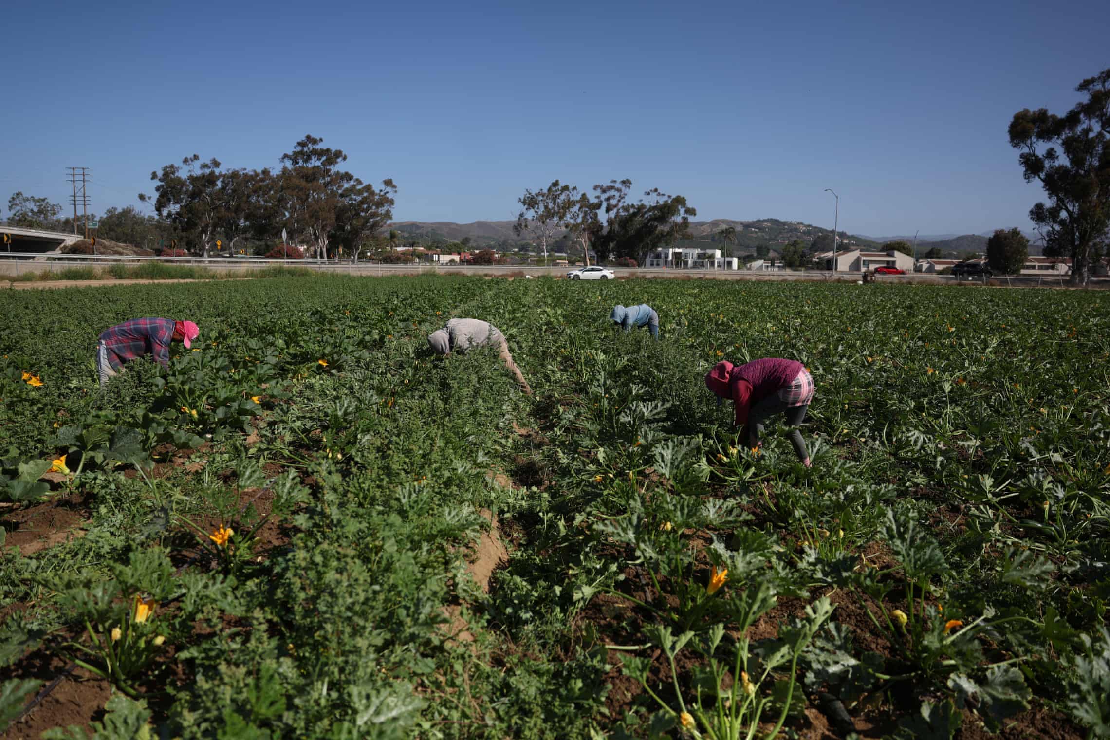 Crops left unharvested in fornia