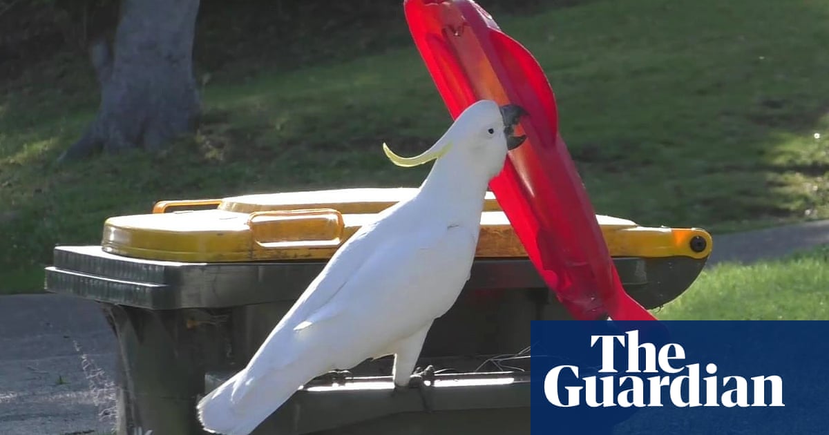 La città di New York ha appena scoperto i cassonetti con ruote: in Australia non servono solo per la spazzatura |  New York La città di New York ha appena scoperto i cassonetti con ruote: in Australia non servono solo per la spazzatura |  New York