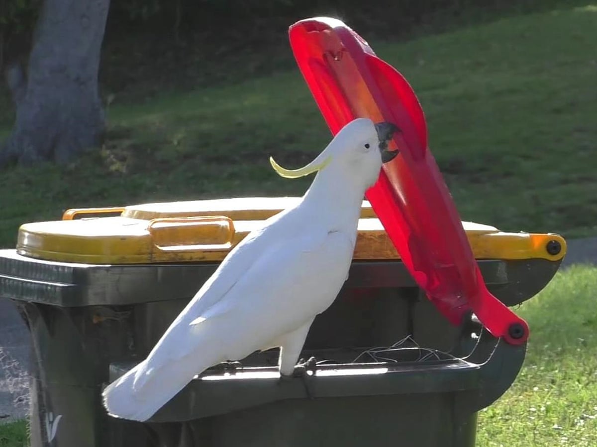 Cockatoos in Sydney learning from each other to bin-dive for food, study finds | Birds | The Guardian