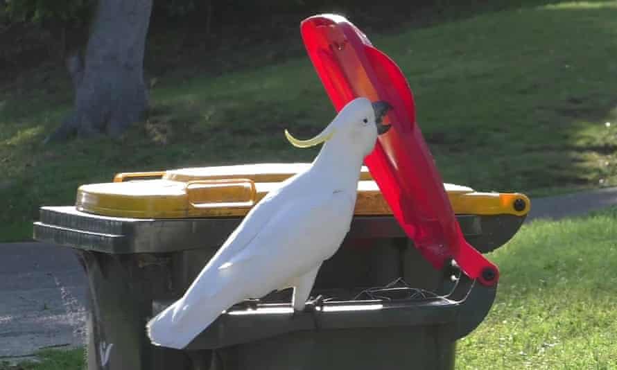 Researchers found the birds seem to differentiate between red-lidded general waste bins and yellow-lidded recycling bins.
