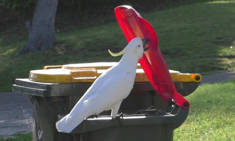 Innovation and geographic spread of a complex foraging culture in an urban
parrot. A sulphur-crested cockatoo opening the lid of a household waste bin.