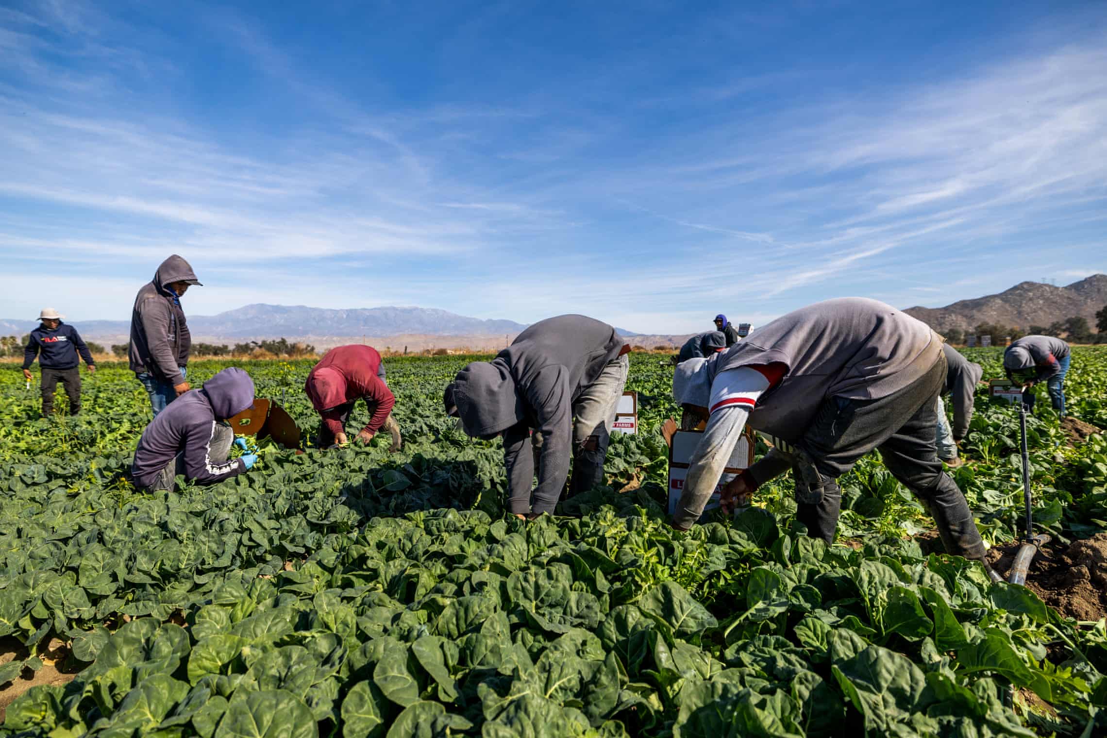 Farm workers taken by immigration agents
