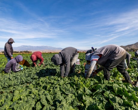 farm workers pick leafy greens