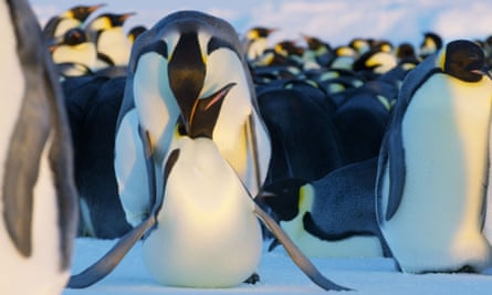 Emperor penguins featured in episode two of Dynasties.