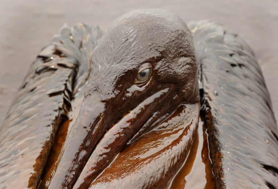 An oil-covered pelican after the Deepwater Horizon spill.