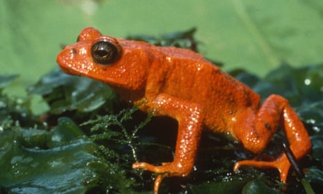 The golden toad of Costa Rica, which is now considered to be extinct.