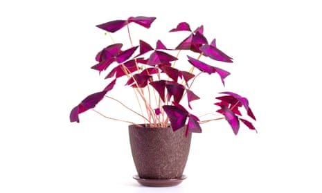 Oxalis triangularis stands out from the crowd.