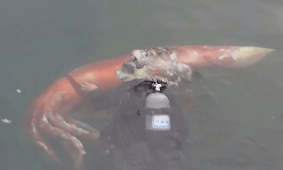 Giant squid that swam into Japanese bay guided back out to sea by diver