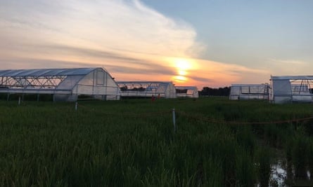 Lorence and her team built six customizable greenhouses that allow them to grow rice in field conditions during the day, and create higher temperatures at night.