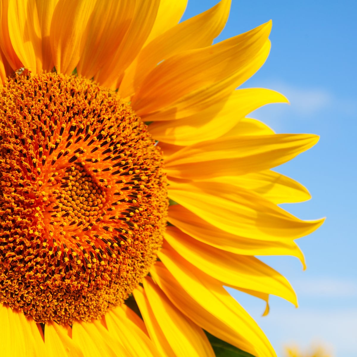 Poem of the week: The Sunflower by Dora Greenwell | Poetry | The ...