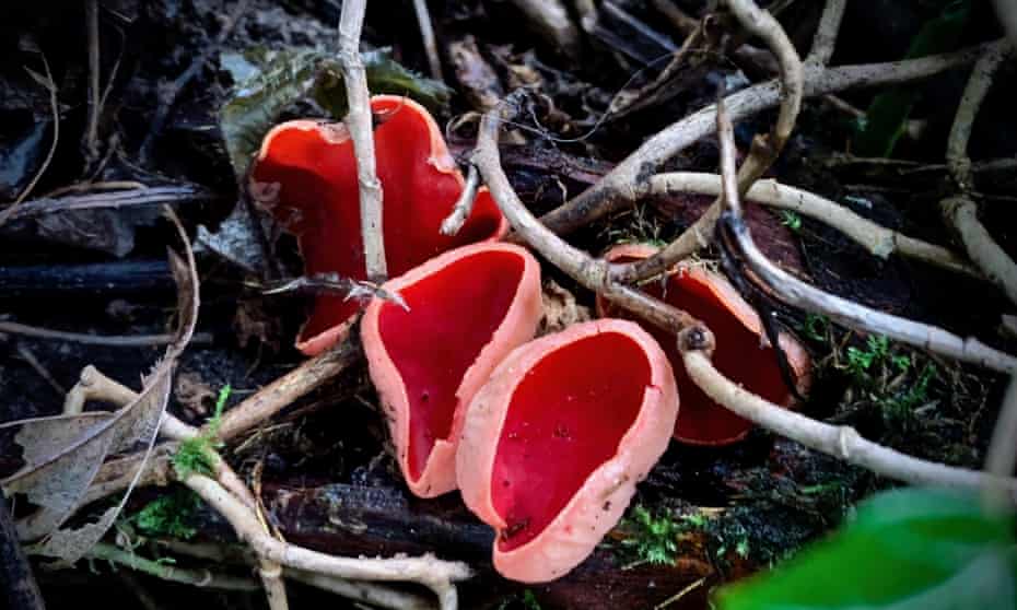 Country diary: Storm and fungus are in league with each other | Fungi | The  Guardian