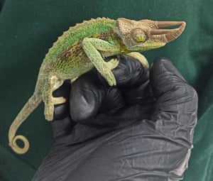 Um camaleão Jackson apreendido de um passageiro no aeroporto internacional de Lima, em Lima, Peru. A espécie é protegida internacionalmente pela Convenção sobre o Comércio Internacional de Espécies Ameaçadas de Fauna e Flora Selvagens. As autoridades peruanas apreenderam no aeroporto internacional de Lima 160 animais silvestres exóticos que um passageiro de Miami pretendia entrar ilegalmente para supostamente trafegar posteriormente na Ásia,