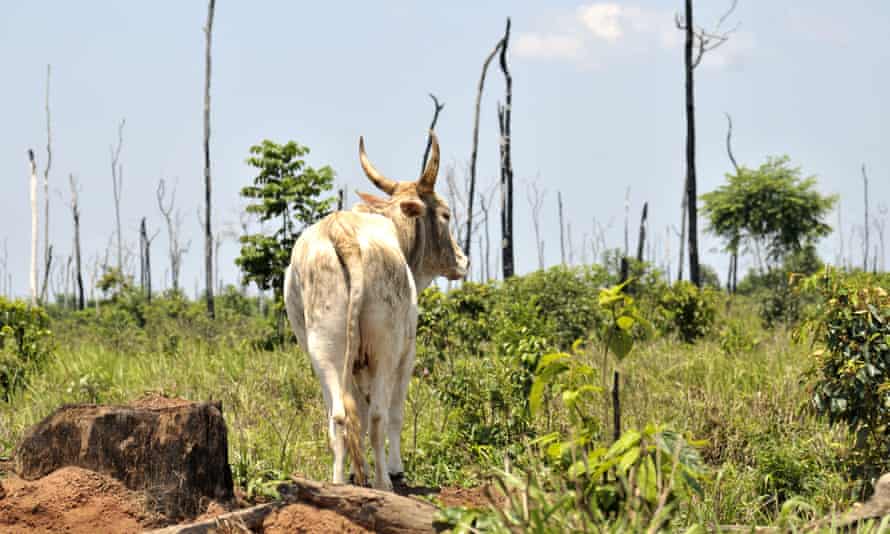 Vast areas of the Amazon rainforest are being burned and cleared for grazing cattle.