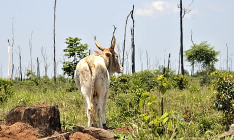 Vast areas of the Amazon rainforest are being burned and cleared for grazing cattle. 