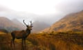 A stag surveys the land in Glencoe, Scotland.