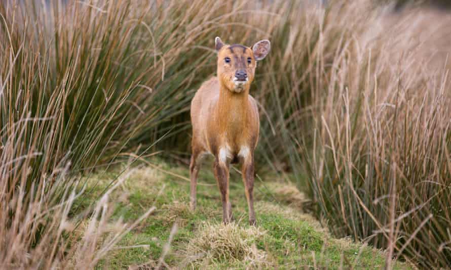 Cerf Muntjac