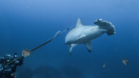 A diver holds out a speargun with a small canister attached as a scalloped hammerhead shark swims past