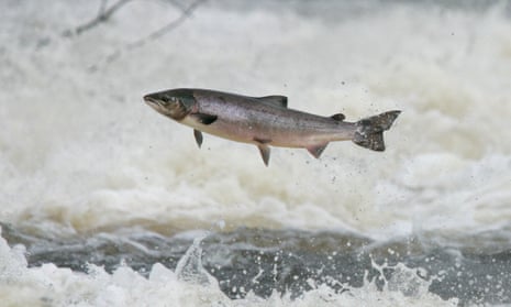 A wild salmon leaping upstream at Philiphaugh in the Scottish Borders
