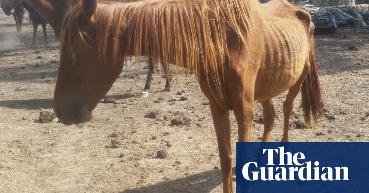 RSPCA Victoria warns surging animal cruelty against horses cannot be investigated without more funding | Australia news RSPCA Victoria warns surging animal cruelty against horses cannot be investigated without more funding | Australia news