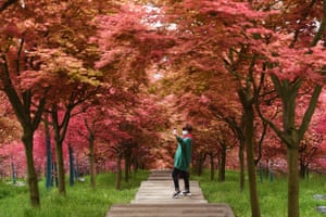 Chongqing, China: a woman walks through the red maples at Wuzhou gardens