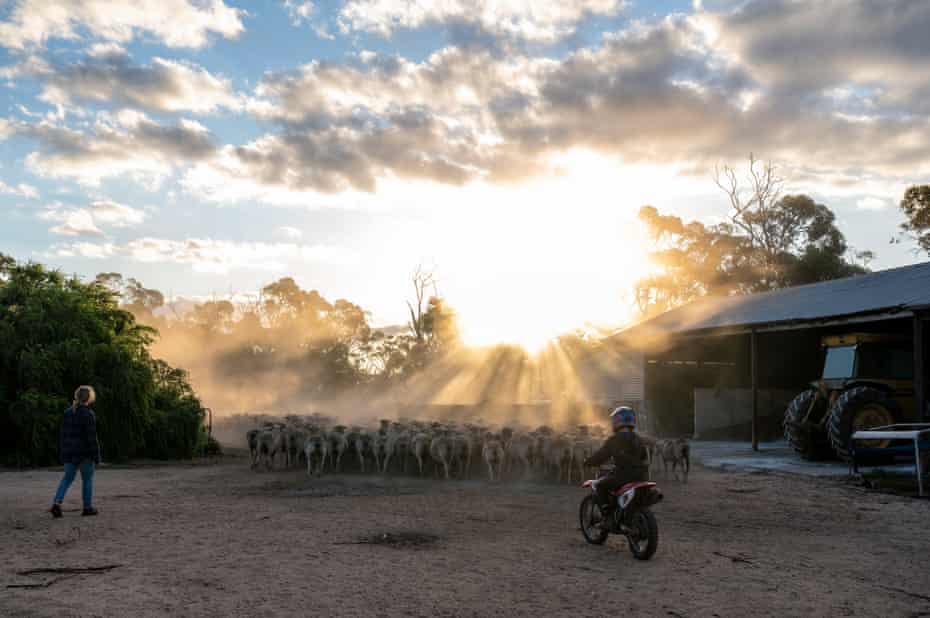 Simon Wallwork and Cindy Stevens’ son Archie brings in the sheep on their 3600 Hectare Farm in Corrigin