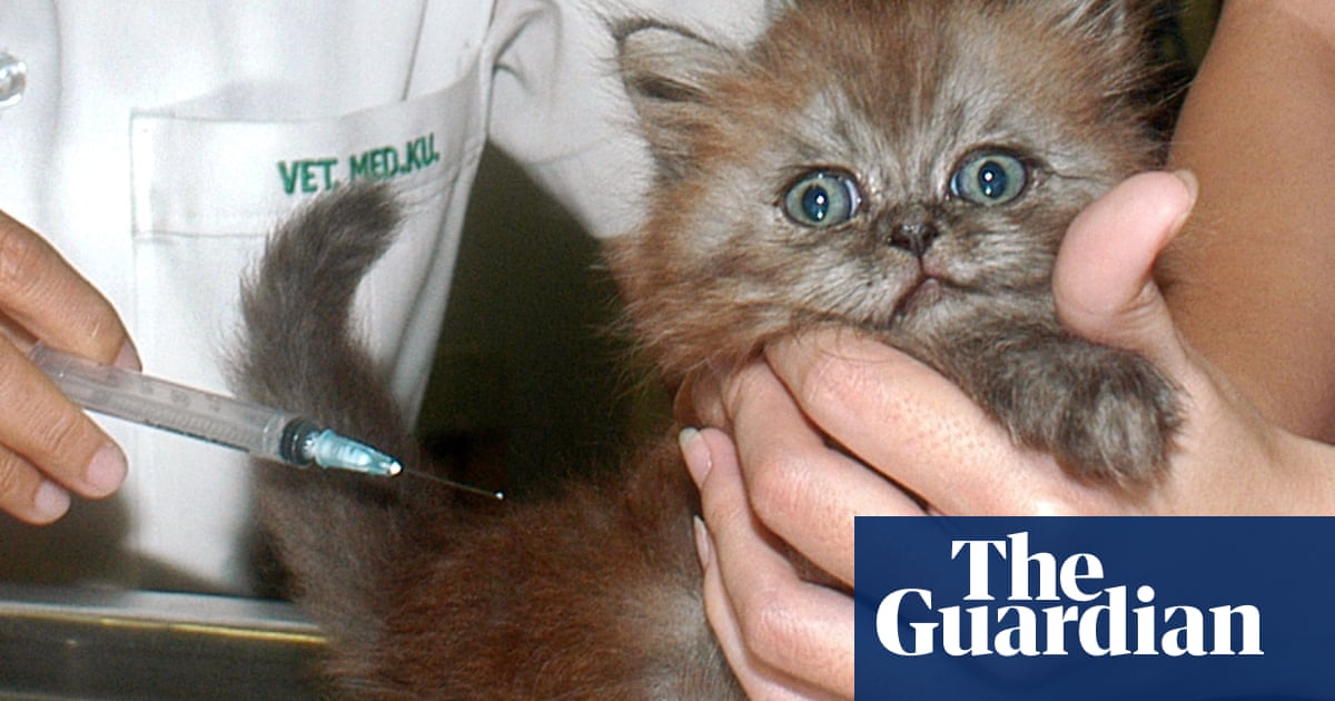 ‘Oh my gosh, the kittens!’ How the pandemic unleashed bedlam in veterinary clinics