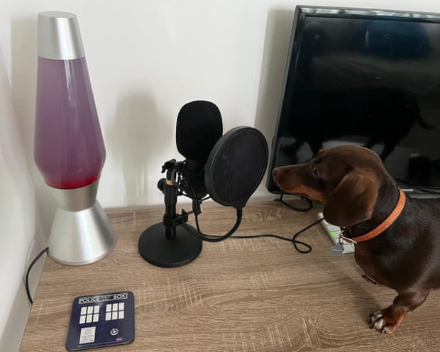Willow next to a microphone on a desk