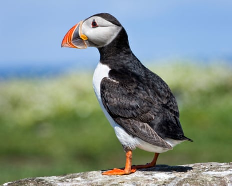Atlantic puffin.