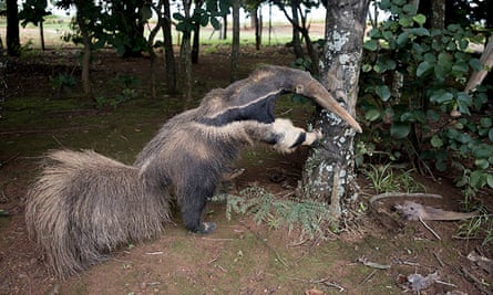 A taxidermy anteater kept at one of the entrances of Emas national park, where Cabral’s award-winning photo was taken.
