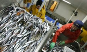 Fishermen sort the catch during a trip off the coast of Galicia